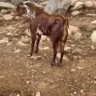 تيوس