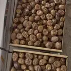 قشر برحي