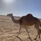 ناقة طيبة تلد بشهر 6 مضربه من منادي جمل فالح الربيض ام ثالث