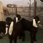 تيوس مشاريع فحول