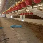 عمبر دواجن للايجار بالقصيم القوارة