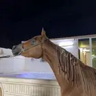 فرس شعبيه شييخه