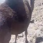 للبيع ماخض بتنتج