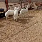 3 من البهم سمان مغلق شحم