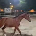 مهر خط جمال