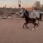 للبيع فرس مع مهره