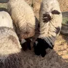 للبيع رخال 2