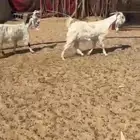 عنز رباع تحتها عناق