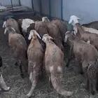 ذبائح سواكني تربيه جدع