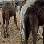 حشوو تربيه