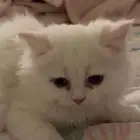 3 قطاوه كيتن ذكور للبيع التواصل خاص