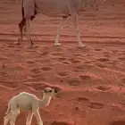 للبيع خلفا سنها أم ثالث حدها بكرة