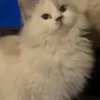 قطط ذكور صغيره للتبني