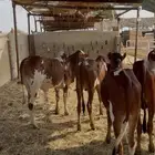 حسلان بلدي سمان وطيبه