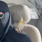 ذكر كروان