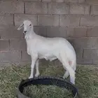 خروف للبيع عمره 5 اشهر