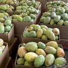 وصلت فاكهة الطايف إلى الجبيل برشومي خوخ عنب بخارة