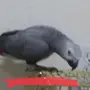 2كاسيكو 