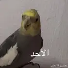كراون بديه كلم الحد بديه السوم 350