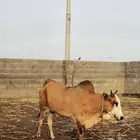 بقره