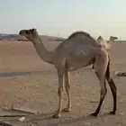 هجن