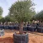 يوجد لدينا اشجار الزيتون وترمنليا وشجار ضل كبيره