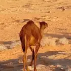 حاشي املح