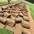 نجيل طبيعي واشجار