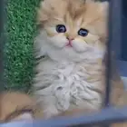 انثى برتش لونق هير vip