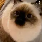 قطط شيرازي للتبني