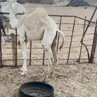 بكره للبيع على حليب امها