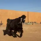 فحل عارضي صنف حار و جرم و معرف و مشروط