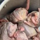 فروخ حمام للبيع فرنسي سلفر زاجل عل 26 الزوج مذبوح