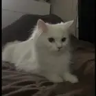 قطه للبيع وليس لتبني العمر 5 شهور