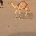 قعود فل شحم