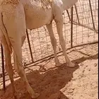 حاشي لباني