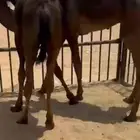 قعودين كفو زواجات ولا مبادي للبيع فل بلديه التواصل اتصال