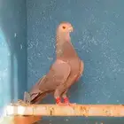 حمام شامي