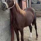 مهرة للبيع
