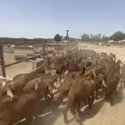 يابلاش سواكني حمري ب 780 فقط