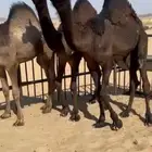 قعدان من تحت اماتها كفو مشاء الله فل للبيع التواصل اتصال