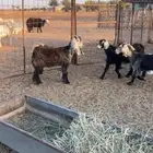 جفرات للبيع