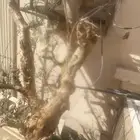 شجره بشام كبيره عمرها 15 سنه