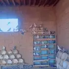 للبيع حمام العدد بالجوز والله اني مدري هو 21اور26