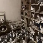 حمام زينه شرازي