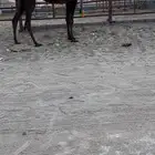 مجهم بكر طيبه وسليمه العذاريب