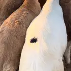خرفان سواكني
