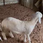 الموقع الخرج