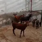 معزا دهم محايليه صنف فاخر للبيع
