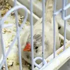 عصفور زيبرا بحاله ممتازه